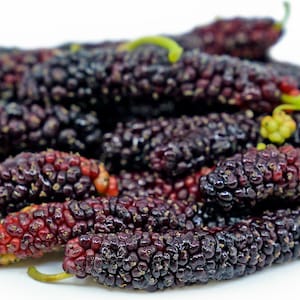 Pakistan Long Mulberry Tree - Morus Macroura - Long Mulberry - Ships BAREROOT