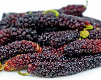 Pakistan Long Mulberry Tree - Morus Macroura - Long Mulberry - Ships BAREROOT