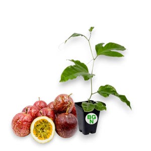 Panama Red Passion Fruit Plant - Passiflora Edulis F. "Panama Red" - Live Plant