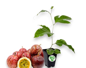 Panama Red Passion Fruit Plant: Live Tropical Vine