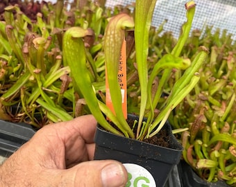 Sarracenia ‘Bug Bat’ – Red‑Hooded Carnivorous Pitcher Plant- Sarracenia Hybrid