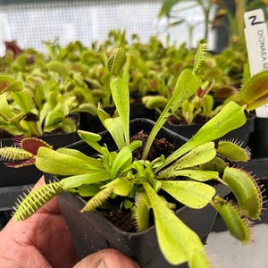 Venus Flytrap - Dionea m.