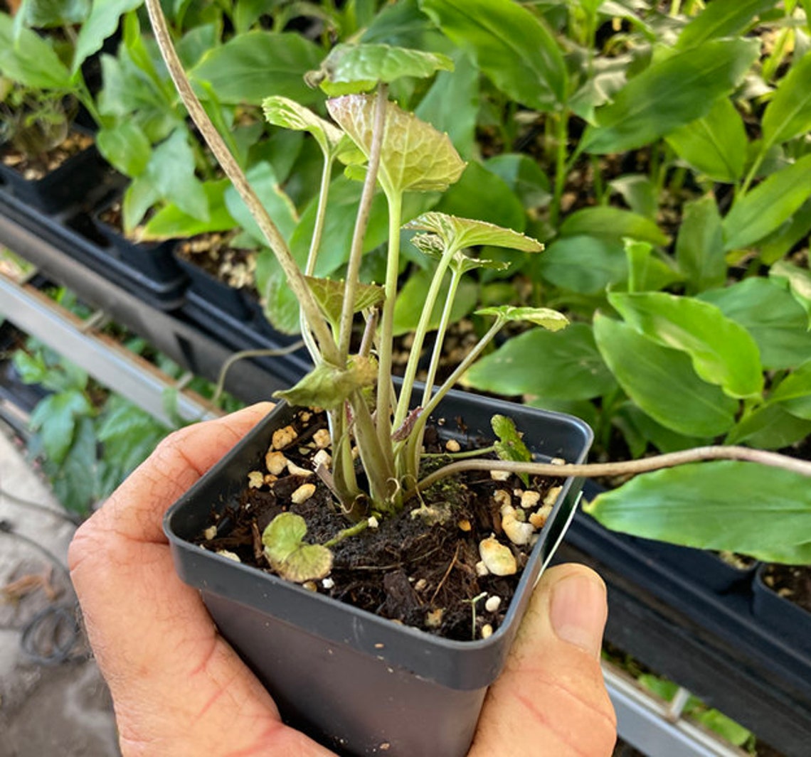 Wasabi Plant REAL WASABI Wasabia Japonica �Daruma� Etsy