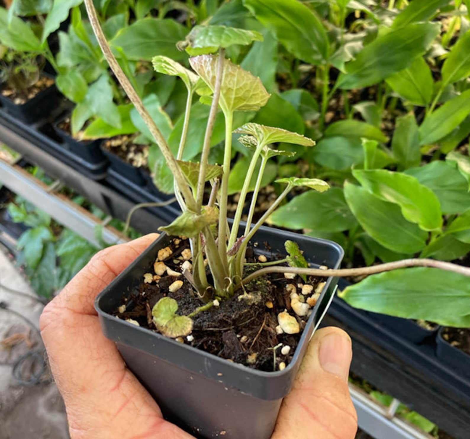 Wasabi Plant REAL WASABI Wasabia Japonica 'Daruma' Etsy