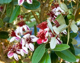 May include: A feijoa plant featuring multiple blossoms with four white petals that have deep pink bases. Each flower displays a prominent cluster of long, thin, dark red stamens tipped with yellow pollen, surrounded by oval, dark green leaves.