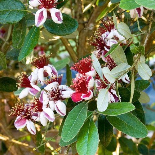 Pineapple Guava - Feijoa sellowiana - Live Plant - COLD HARDY EDIBLE