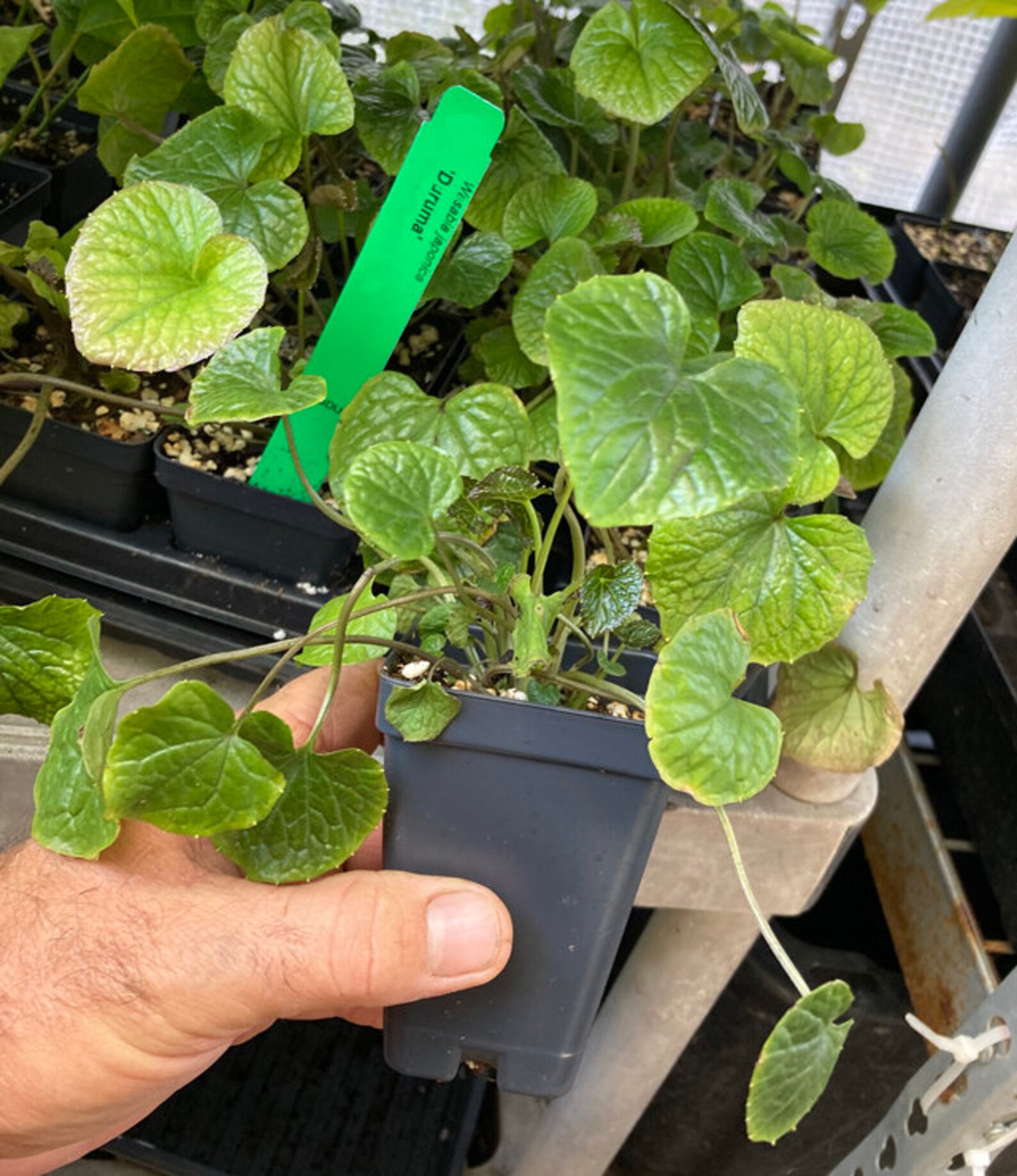 Wasabi Plant REAL WASABI Wasabia Japonica �Daruma� Etsy