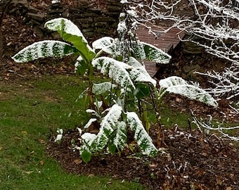 Basjoo Banana Plant - Very Cold Hardy - Live Plant