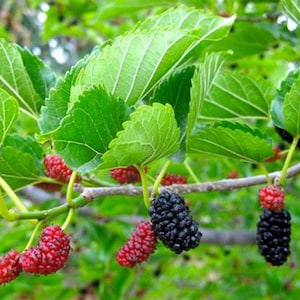 Red Mulberry Tree - Morus Rubra - Live Plant - Not Dwarf