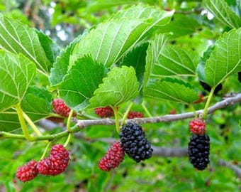 Red Mulberry Tree - Morus Rubra - Live Plant - Not Dwarf