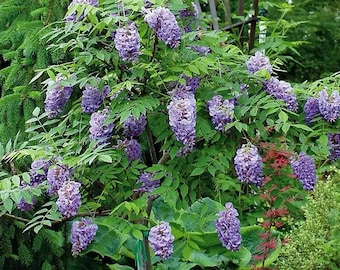 Wisteria Plant Vine - Amethyst Falls - Live Plant - Great for Bonsai