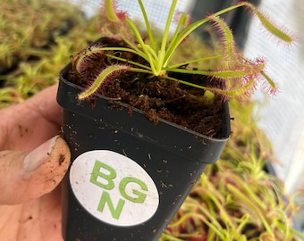 Cape Sundew - Drosera capensis - Live Carnivorous Plant