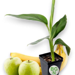 Manzano &quot;Apple&quot; Banana Plant - ***RARE*** Live Manzano &quot;Apple&quot; Banana Tree