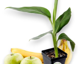 Manzano &quot;Apple&quot; Banana Plant - ***RARE*** Live Manzano &quot;Apple&quot; Banana Tree