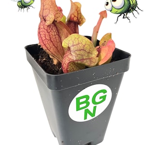 Purple Pitcher Plant - Sarracenia purpurea var. venosa - Carnivorous Plant
