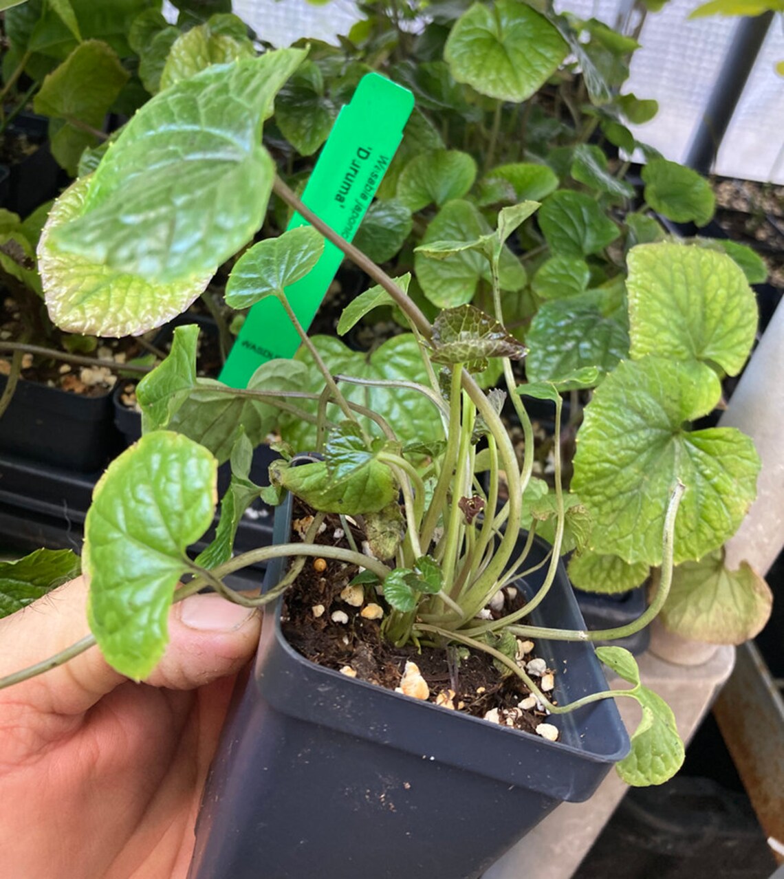 Wasabi Plant REAL WASABI Wasabia Japonica �Daruma� Etsy