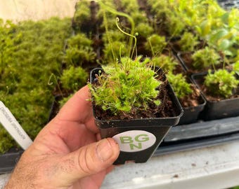 Drosera spatulata – Spoon-leaf Sundew Carnivorous Plant