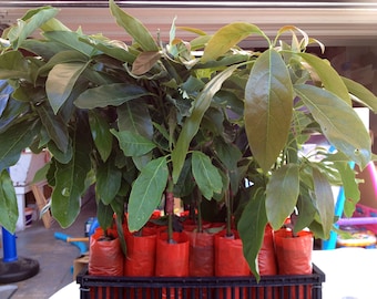 Hass Avocado Tree, Grafted