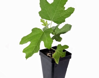 Chicago Hardy Fig Tree - Live Plant - Very Cold Hardy - Self Fertile