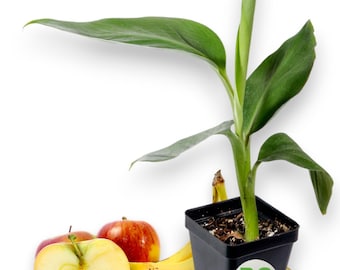 Goldfinger Dwarf Banana Plant Tree, RARE - FHIA-01 Desert Banana