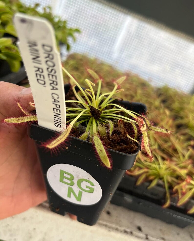 BountifulGrdnNursery Drosera capensis - Thumbnail 5