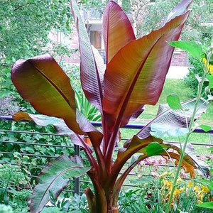 Red Abyssinian Banana - Ensete Maurelii - Cold Hardy Tropical Banana Plant