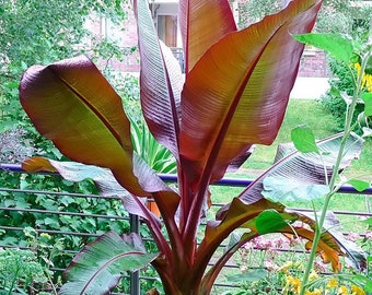 Red Abyssinian Banana - Ensete Maurelii - Cold Hardy Tropical Banana Plant
