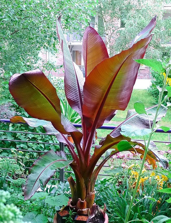 Red Abyssinian Banana Ensete Maurelii Cold Hardy Tropical Banana Plant -  Etsy Singapore