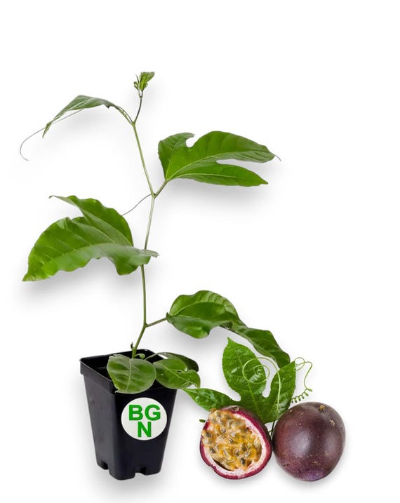 Purple & White Passion Flower Plants - Edulis Frederick – Easy To Grow Bulbs