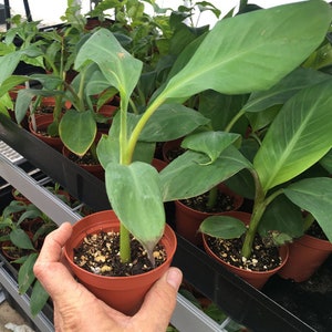 Sweetheart Banana - FHIA-03 - Cold Tolerant Dwarf Banana Plant - RARE - Live Dwarf Banana Plant