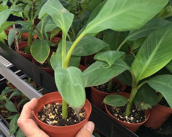 Sweetheart Dwarf Banana Plant - Cold Tolerant - Apple Flavor - RARE