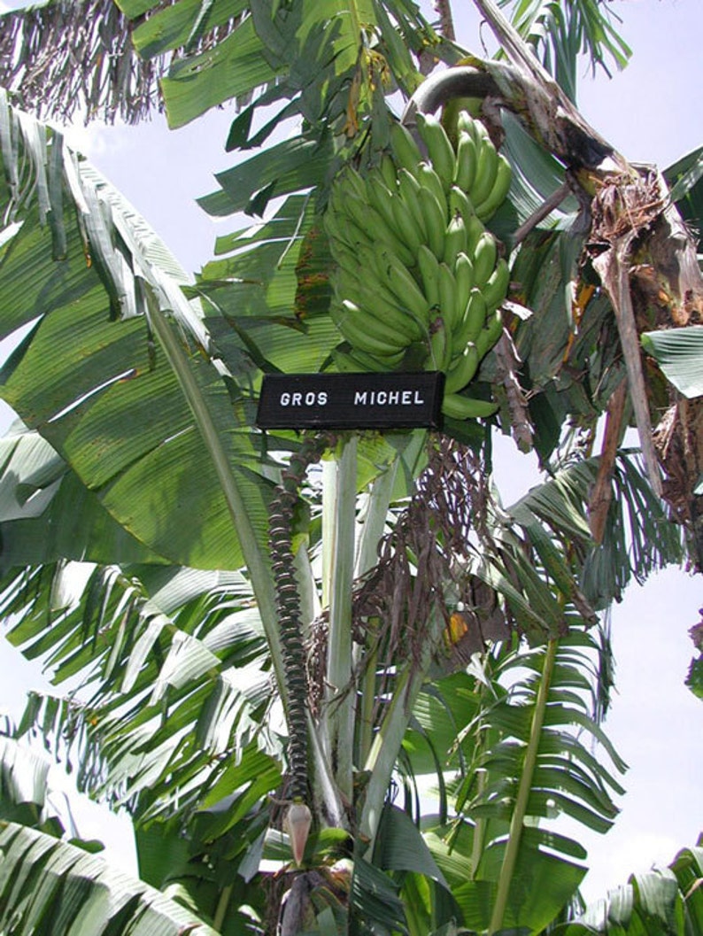 Gros Michel Banana Plants RARE Variety USDA Cultivated Etsy