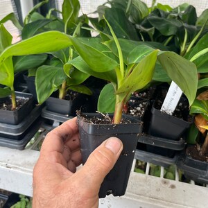 May include: A close-up of a hand holding a small potted plant with green leaves. The plant is in a black plastic pot and is surrounded by other potted plants.