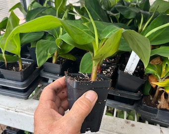 Red Dacca Banana Plant - Edible Red Banana Live Plant