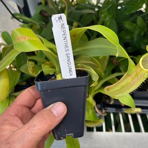Nepenthes Sanguinea Pitcher Plant - Tropical Carnivorous Plant