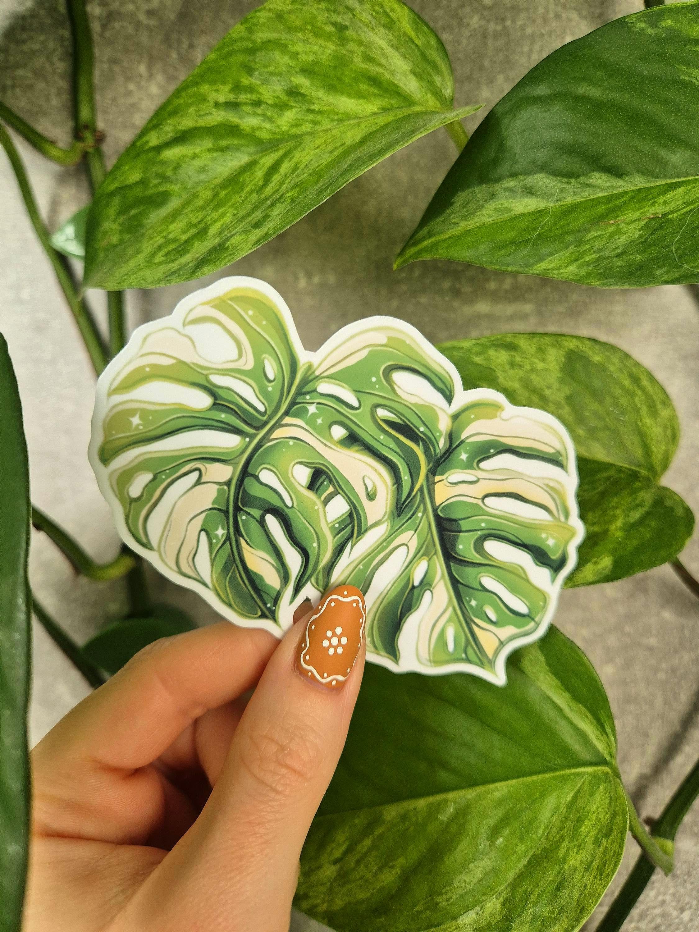 White variegated monstera - Etsy.de