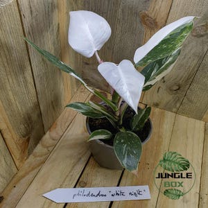Philodendron weiße Prinzessin
