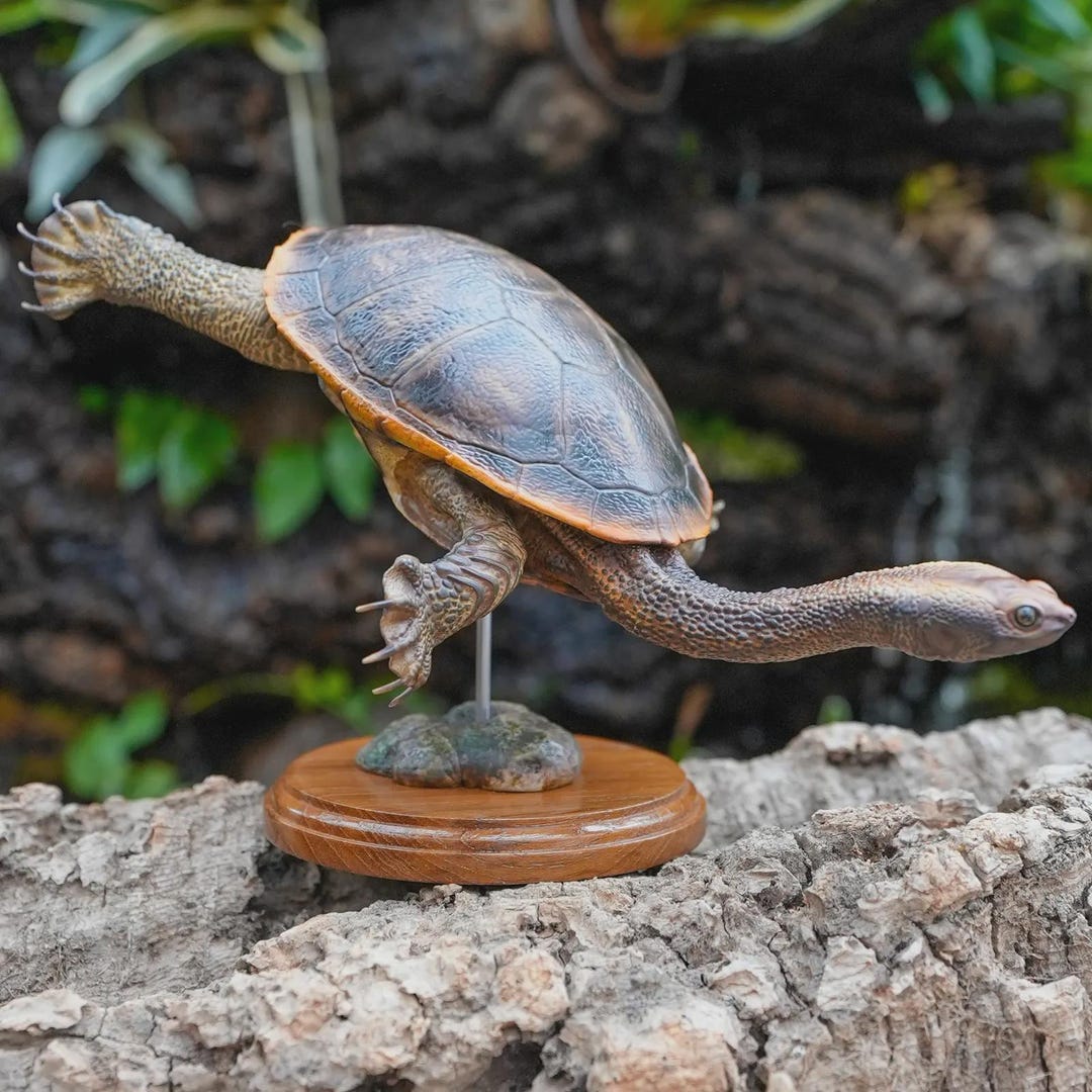 Snake-necked Turtle Replica - Etsy