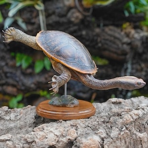 Replique tortue à cou de serpent