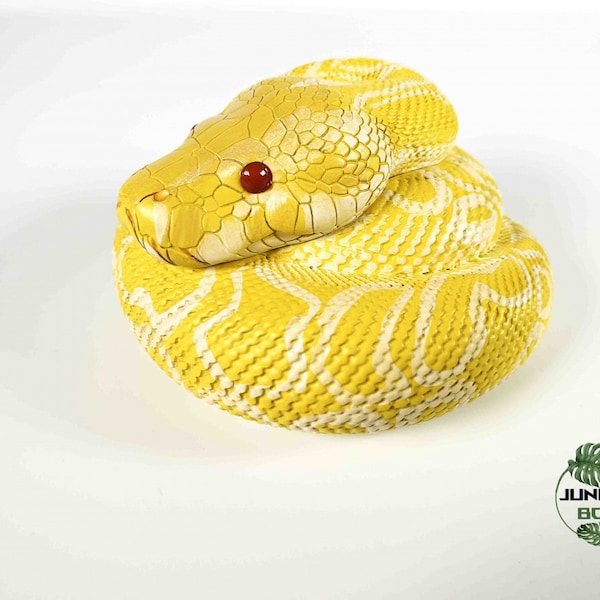 Figurine serpent python molurus bivittatus albinos