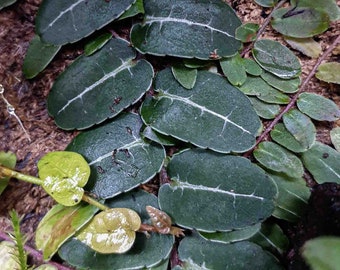 Marcgravia melon liane pour la déco des terrariums