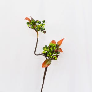 Może przedstawiać: Dekoracyjna łodyga z kiściami małych, zielonych jagód i żywych pomarańczowo-czerwonych liści. Łodyga jest w kolorze ciemnobrązowym, a jagody są skupione na końcach gałęzi. Tło jest jednolicie białe.
