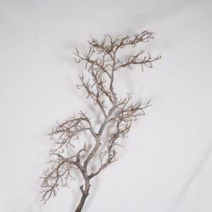 Pode incluir: Um galho de árvore nu e sem folhas com uma rede complexa de ramos finos, castanhos e cinzentos que se estendem a partir de um caule central. O galho apresenta uma superfície nodosa e texturizada com várias ramificações menores.