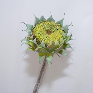Könnte beinhalten: Ein getrockneter Sonnenblumenkopf mit grünen Blütenblättern und einer gelben Mitte. Die Sonnenblume befindet sich auf einem weißen Hintergrund.
