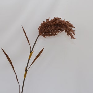 Puede incluir: Un solo tallo de hierba seca marrón con un tallo largo, delgado y marrón y un grupo de cabezas de flores secas marrones en la parte superior.