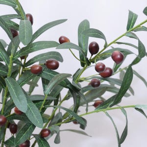 May include: Close-up of an olive branch with green leaves and dark purple olives. The leaves are long and slender, and the olives are round and smooth. The branch is set against a white background.