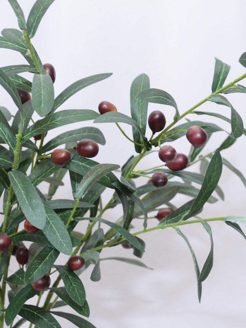 May include: Close-up of an olive branch with green leaves and dark purple olives. The leaves are long and slender, and the olives are round and smooth. The branch is set against a white background.