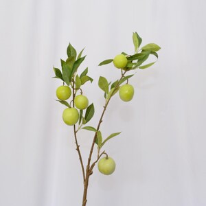 May include: A branch with green leaves and several green, round fruits, possibly plums or apples. The fruits are evenly spaced along the branches, and the leaves are a vibrant green. The background is a plain white.