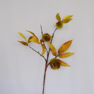 Puede incluir: Una rama con hojas amarillas y marrones y tres vainas de semillas marrones y espinosas.