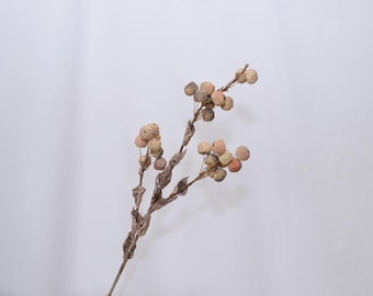 May include: A dried floral stem with multiple branches, each bearing clusters of small, round, beige and pink seed pods. The stem is a muted brown color, and the background is plain white.